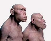 Evolución